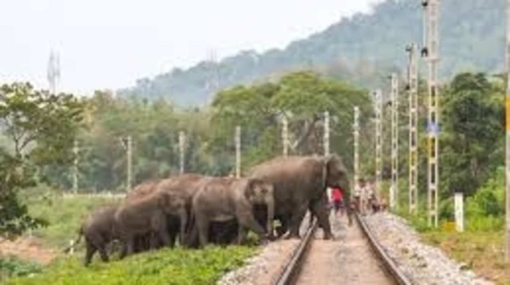 Indian Railways to deploy AI-based safety systems on tracks to stop elephant accidents
